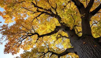 A Majestic Oak Bathed in Golden Autumn Light Underneath a Clear Blue Sky photo
