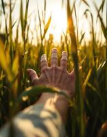 Reaching for the golden light through the tall grass a moment of peace and connection with nature photo