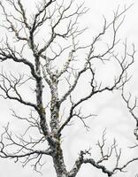 Winter,s Embrace, A Bare Tree Silhouetted Against an Overcast Sky photo
