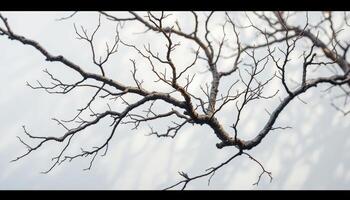 Winter Branches Against a Soft Sky A Study in Texture and Form photo