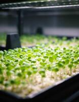 Indoor farming, Germinated seedlings under artificial light ready for vertical agriculture photo