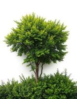 A vibrant green tree stands out against a pristine white wall surrounded by lush bushes photo
