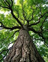 Looking Upwards at a Towering Tree with Lush Green Canopy Reaching for the Sky photo