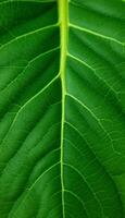Detailed veins of a vibrant green leaf showcasing nature,s intricate patterns and textures photo