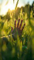Reaching for the golden hour in a field of lush grass feeling connected to the nature,s embrace photo
