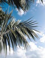 Palm leaves reaching for a bright blue sky with fluffy white clouds a tropical vision photo