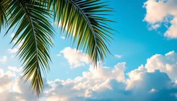 Palm fronds against a vibrant blue sky dotted with fluffy white clouds create a serene tropical scene photo