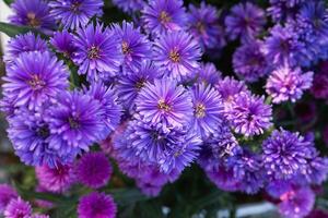 Beautiful violet asters blooming in the garden outdoors. photo