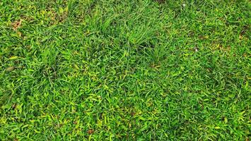 a green grass field with a few weeds photo