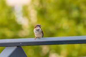 Elegant Sparrow Resting on a Pole photo
