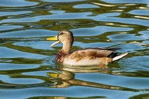A duck swimming in a pond with some ripples photo