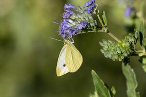 Macro photo of a butterfly drinking nectar