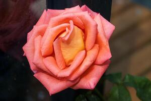 A single rose is shown in front of a window photo