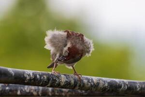 A bird with its head down on a pole photo