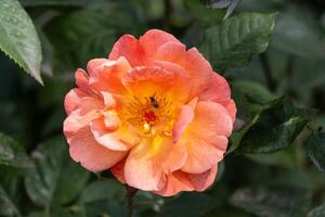 A close up of a rose with a bee on it photo