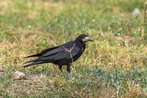Close up photo of a crow standing in the grass