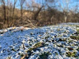 Close-up of snow dusting blades of grass in winter forest photo