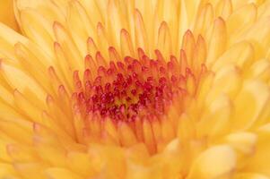 A vibrant macro image of the center of a chrysanthemum. photo