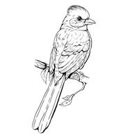 A bird is standing on the branch of tree illustration vector