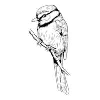 A little bird is standing on the branch of tree illustration vector
