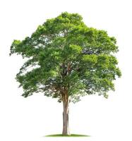 large tree stands alone in a field of grass photo