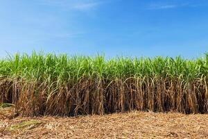 field of tall grass with a blue sky in the background photo