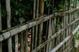 A weathered bamboo fence stands as a testament to time photo
