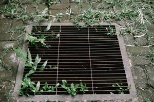 Iron drain cover with grass and plants growing on wet pavement, blending nature and urban design. photo