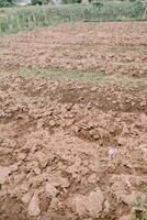 Mounds of soil prepared for planting tree seedling photo