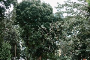 Lush green trees in an urban area, creating a peaceful and refreshing natural atmosphere. photo