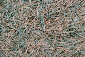 A close-up of dried grass, creating a rustic, textured background. photo
