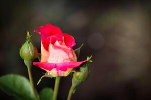 Beautiful red rose with dew drops in the garden on a sunny day. Ideal for background greeting cards photo