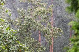 Heavy rain in the garden against the background of an apple tree and a pine forest in summer photo