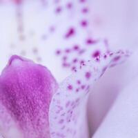 White and violet orchid phalaenopsis flower fragment. Macro floral background photo