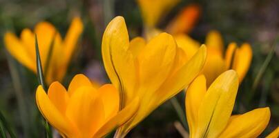 The first yellow crocuses in my garden in spring photo