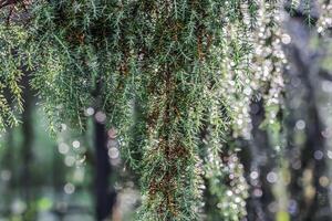 Closeup Blue leaves of evergreen coniferous tree Juniperus communis Horstmann after the rain. Extreme bokeh with light reflection. Macro photography, selective focus, blurred nature background photo
