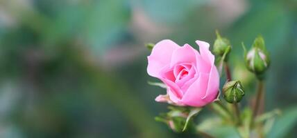 Soft pink rose Bonica with buds in the garden. Perfect for background of greeting cards for birthday, Valentine's Day and Mother's Day photo