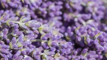 Abstract floral background, purple lavender flower. Macro flowers backdrop for holiday brand design photo