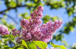 Flowering branch of lilac on a background of blue sky in spring garden photo