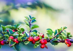 Many red fruits on the branch of a cotoneaster horizontalis bush in the garden in autumn photo