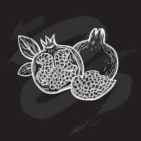 Pomegranate fruit in the style of line drawing on a black board vector