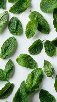 Close-up of refreshing mint leaves on a white background. photo