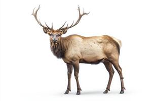 A deer with large antlers stands in front of a white background photo