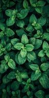 A close up of green leaves of parsley photo