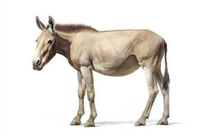 Majestic Mule Standing Against a Pristine White Background in a Studio Setting photo