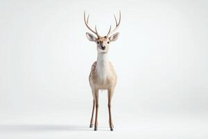Majestic Deer Standing Gracefully Against a Minimalist White Background in Studio Lighting photo