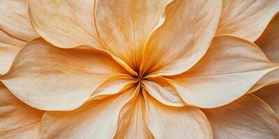 Close-Up of a Beautiful Peach-Colored Flower Petals photo