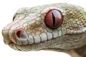 A snake with red eyes and a white face photo