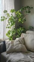 Cozy Living Room Corner with Lush Green Plant and Soft Textured Cushions by Sunlit Window photo
