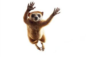 A monkey is jumping in the air with its hands raised photo